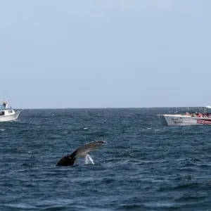 Landausflug in Samaná