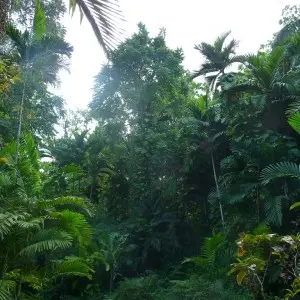 Blick auf die grüne Pflanzenvielfalt in Jamaika