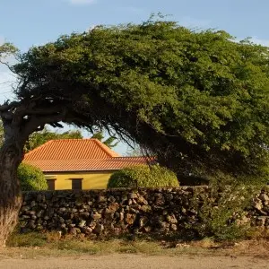 Divi-Divi-Baum vor einem Haus auf Aruba