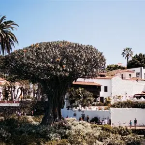Landausflug auf Teneriffa