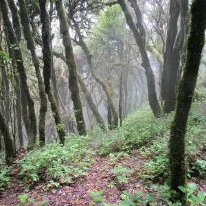 Landausflug auf La Gomera