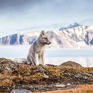 Landausflug in Longyearbyen (Spitzbergen)