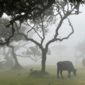 Landausflug auf Madeira