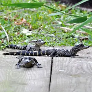 Baby-Alligatoren im Everglades Safari Park