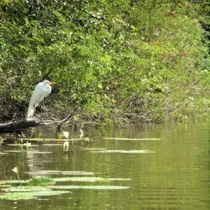 Wasservogel in seinem natürlichen Lebensraum