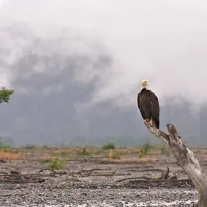 Ein Weißkopfseeadler sitzt auf einem Stamm