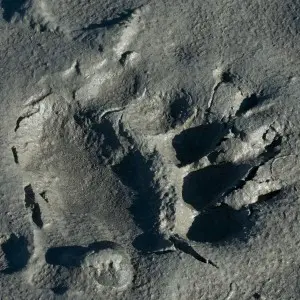 Im nassen Sand ist der Abdruck einer Bärenpfote zu erkennen