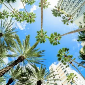 Riesige grüne Palmen zieren das Bild von Miami Beach