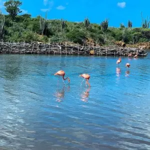 Lernen Sie Bonaire während einer Inselrundfahrt kennen