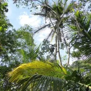 Landausflug in Puerto Limón