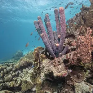 Landausflug in Kralendijk (Bonaire)