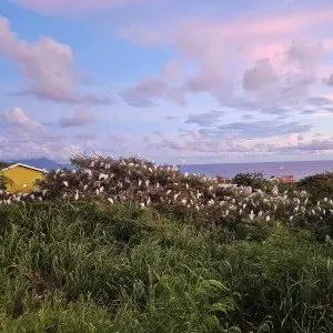 Landausflug in Basseterre (St. Kitts)