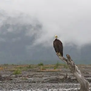 Landausflug in Haines (Alaska)
