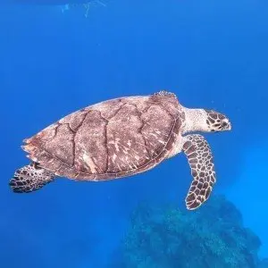 Landausflug auf Cozumel