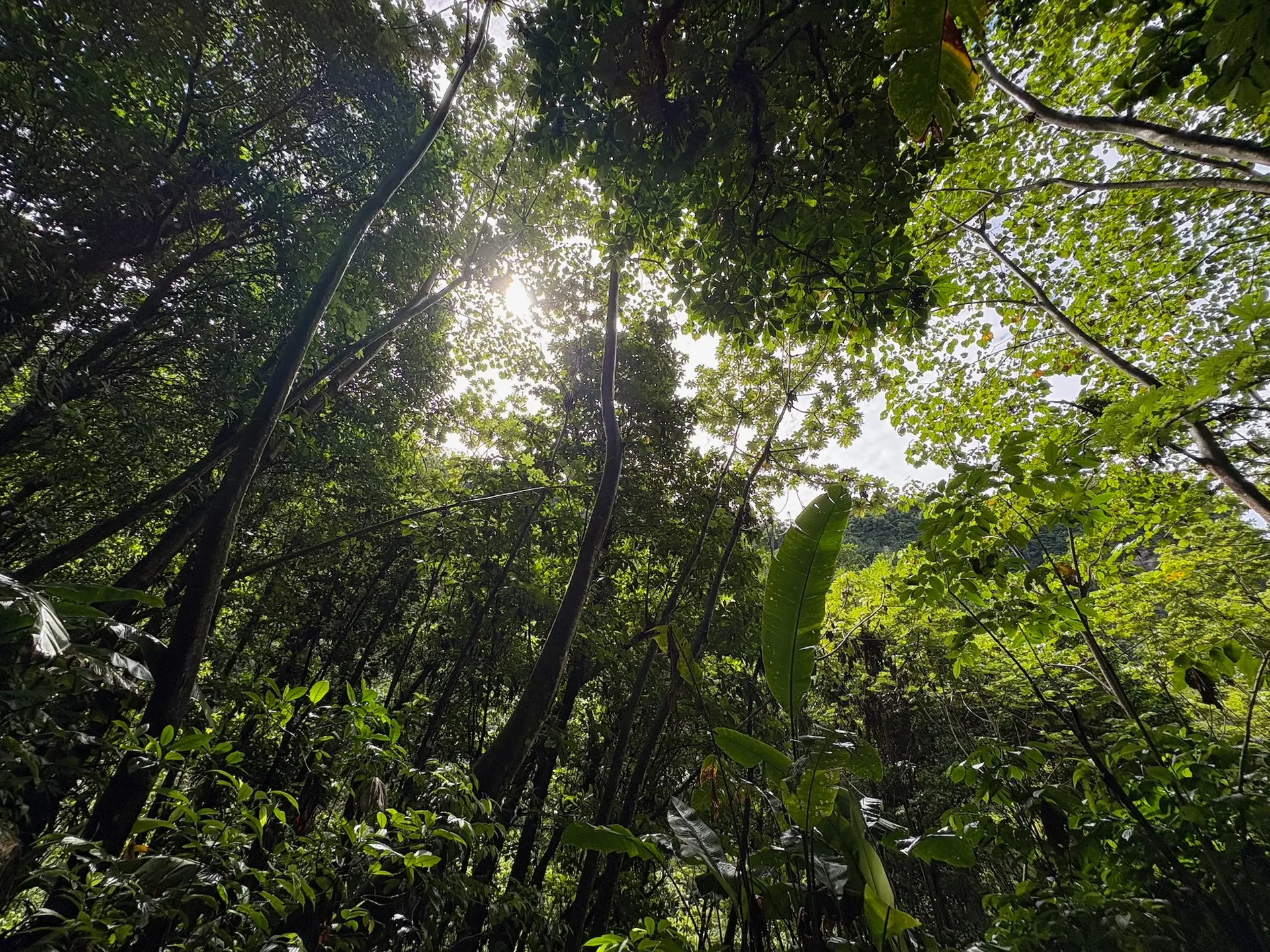 IMG_1770 Mitten im Regenwald von Dominica