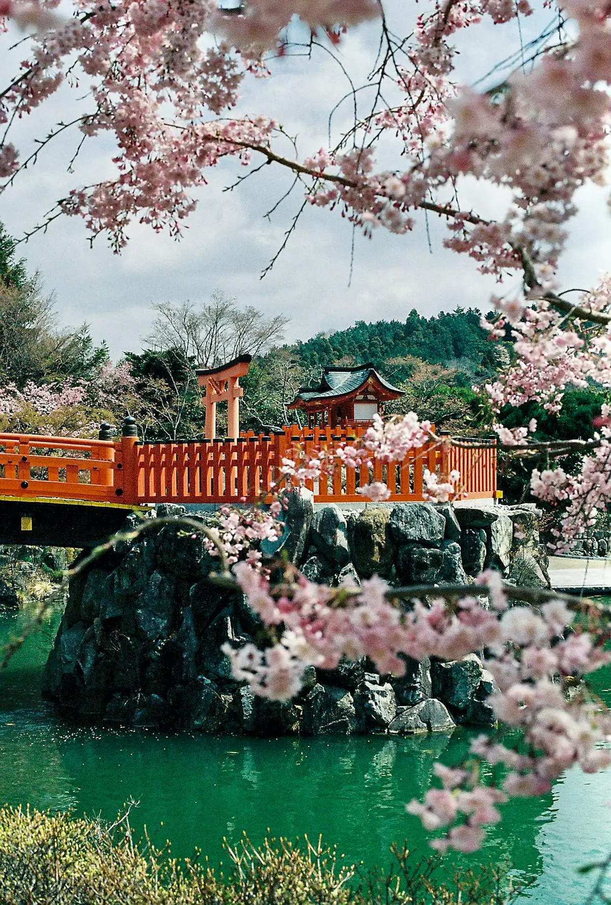 Kirschblüten in Osaka